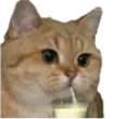 :chat_lait_: