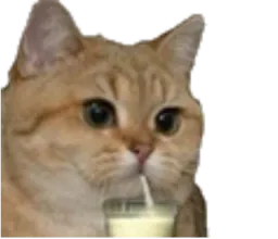 :chat_lait_: