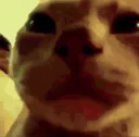 :Destined_to_be_cat:
