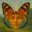 Photo de profil de Papillon
