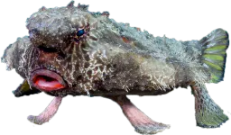:poissonchauvesouris3:
