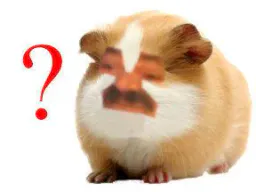:hamster_question: