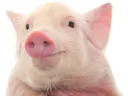 :cochon_: