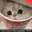 Photo de profil de PetitsFours
