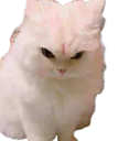 :Chat_fache_: