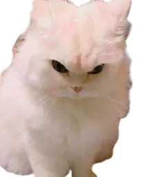:Chat_fache_: