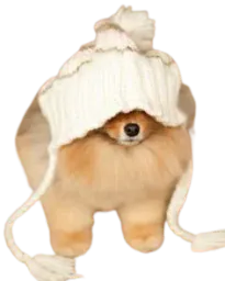 :chiot_mignon: