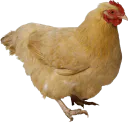 :poule: