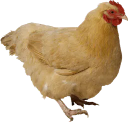 :poule: