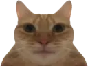 :cat: