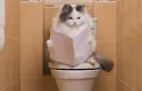 :chatChiotte:
