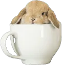 :Lapin_tasse: