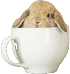 :Lapin_tasse: