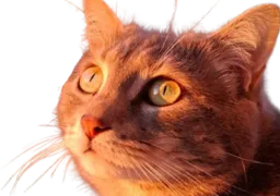 :chat_orange2:
