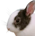 :LapinZinzolin: