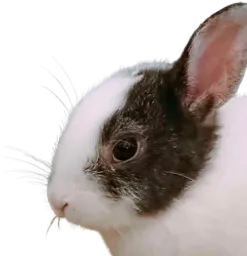 :LapinZinzolin: