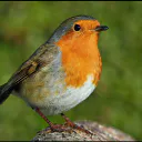 Rouge-gorge
