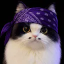 :Chatdelastreet: