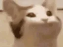 :blablabla2: