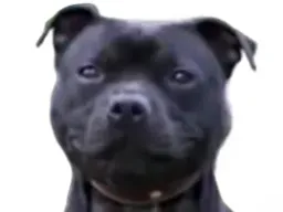 :yveujouer: