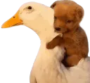 :chiot_canard: