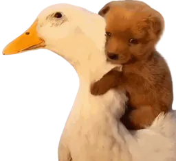 :chiot_canard: