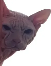 :miaaaou: