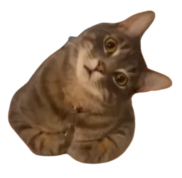 :Chatcoucasse: