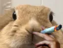 :Lapinfume: