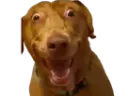 :TEDDI-TARAX: