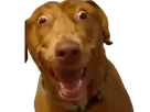 :TEDDI-TARAX: