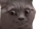 :wut: