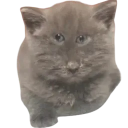 :chat_yeux_fou: