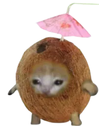 :pretty_Cococat: