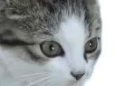 :chat_choc_zoom: