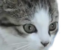 :chat_choc_zoom: