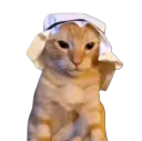 :Chatarabe:
