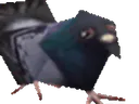 :Piou: