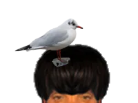 :Mouette: