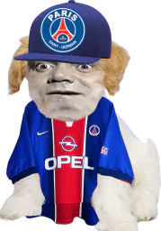 :Chien_bourdon_psg: