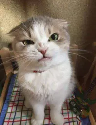 :chat_pas_content: