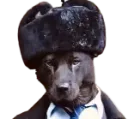 :chienintelligent: