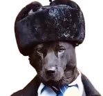 :chienintelligent: