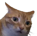 :chat_cho: