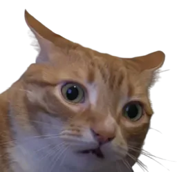 :chat_cho: