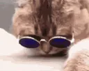 :Chat_lunette_bleue_: