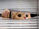 :chatceleste2: