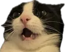 :monchat: