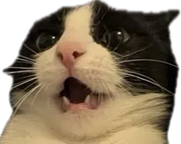 :monchat: