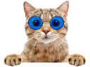 :chat_gentil_lunettes: